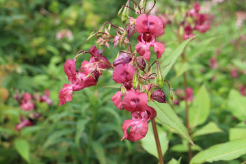 Wild flowers Himalayan balsam close to