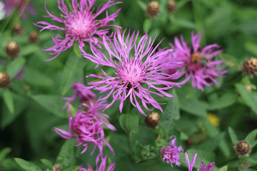 Wild flowers Common knapweed close to