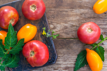 Fresh organic tomatoes