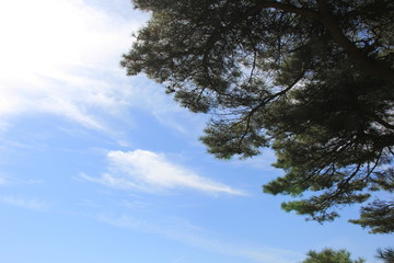 アカマツ(宮城県)