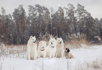 group of dogs in winter