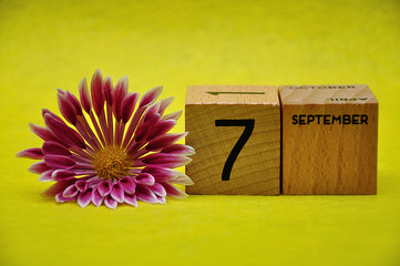 7 September on wooden blocks with a pink and white aster on a yellow background