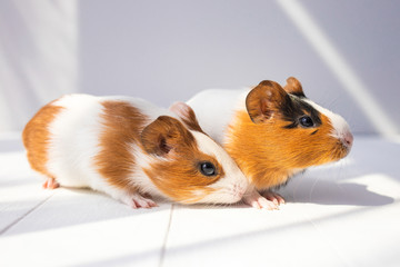 Closeup portrait of cute couple of sweet baby guinea pigs of several monthes old sitting on sunny wooden rustic background. Horizontal color photography.