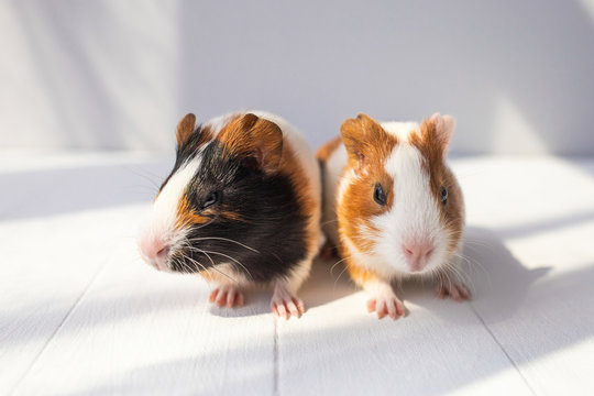 Closeup portrait of cute couple of sweet baby guinea pigs of several monthes old sitting on sunny wooden rustic background. Horizontal color photography.