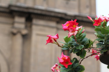 Flores
