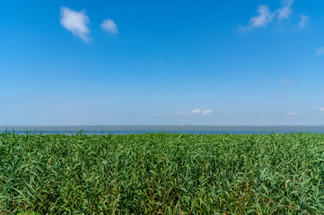 view of the salt lake and high grass