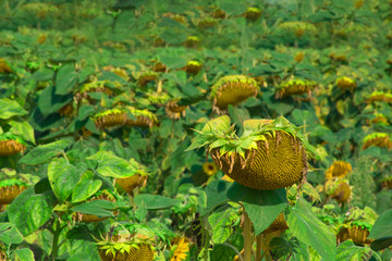 Close up view of withered sunflowers in autumn field. Ripened sunflowers ready for harvest