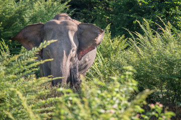 Elephant d'Asie