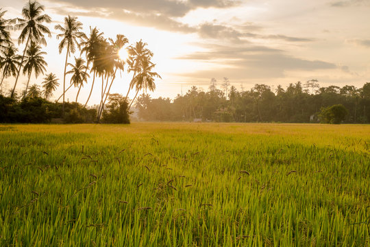 Rizi&egrave;re du Sri Lanka