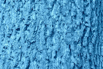 Fototapeta na wymiar The bark of an old tree covered with a moss close up. Natural abstract background blue color toned