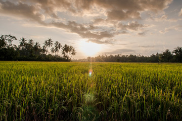 Rizière du Sri Lanka