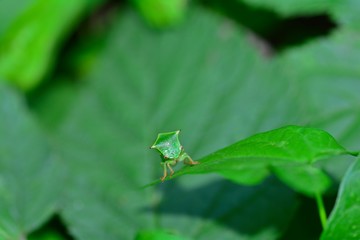Green  Cicada  -   Buffalo treehopper  (  Stictocephala bisonia  )  from the front  in green nature