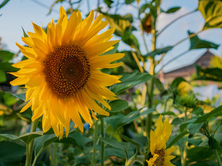 red decorative sunflower with lens flare effect for evening scene..Soft blurred and soft focus of sunflower, Asteraceae, flower with the bokeh, beam, light and lens flare effect tone background.