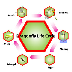 Dragonfly life cycle Insect breeding system Graphics created from vector programs.