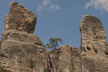 Arbre solitaire