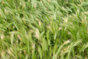 Green and yellow overgrown grass, gone to seed, blowing in the wind