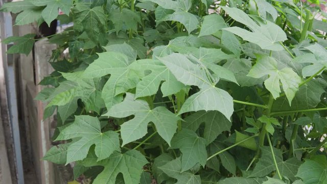 Chaya plant (Cnidoscolus Aconitifolius or Cnidoscolus chayamansa McVaugh)