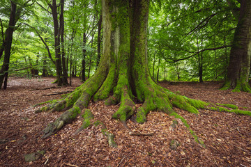 Alter Baum mit Moos überwachsen