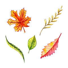Autumn leaves set: maple leaf, birch leaf, willow leaf, blade of grass, red leaf. Watercolor illustrations. Isolated objects on white background.