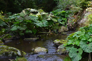 Bannwald Wieslaufschlucht