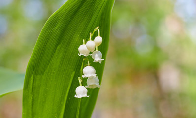 Beautiful snowdrop flowers close up in the forest. blurred background. copy space. Galanthus nivalis in the spring. spring flowers.