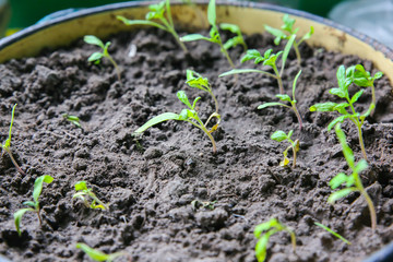 Seedlings in the bucket with ground. Sprouts of tomatoes. Spring photo. Agriculture idea. Eco friendly concept. Plants growing.