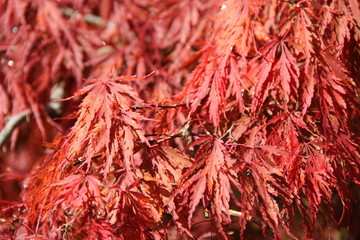 秋の風景/紅葉した紅枝垂れ(京都府)