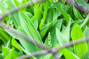 Obraz premium The lilies of the valley growing in the garden. Green leaves with dew.