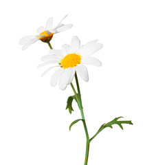 White Daisies (Marguerite) isolated on white background, including clipping path.