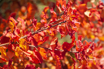 Red autumn background with tree leaves. Foliage texture. Autumn season. Soft blurry image.