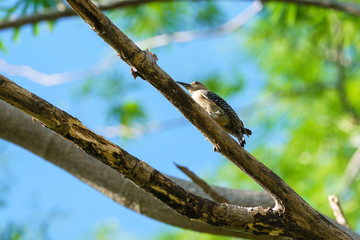Hoffmann's Woodpecker (Melanerpes hoffmannii), taken in Costa Rica