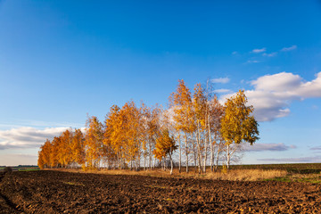 Naklejka premium Autumn field with empty arable land and yellow birch trees. Autumn in the countryside - trees with yellowed foliage on the edge of a plowed field against a blue cloudy sky.