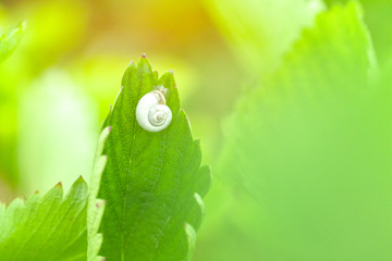 strawberry leaves background in a strawberry field