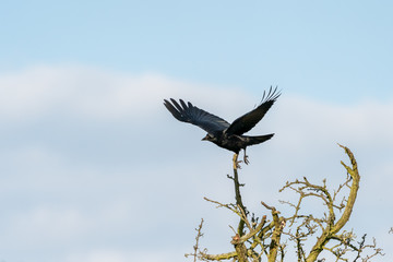 Carrion crow (Corvus corone), taken in the UK