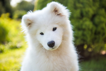 White Samoyed puppy dog muzzle in the garden on the green grass