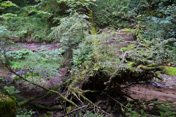 Obraz premium Bannwald Wieslaufschlucht