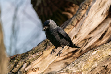 Jackdaw (Corvus monedula), taken in the UK