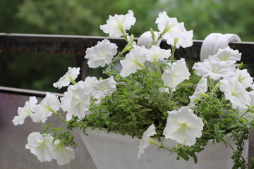 Beautiful colorful of freshness petunias flower in white blossom and growth in pot near window outside, balcony decorated in summer season. Flower 's balcony decor home concept.