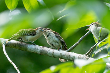 rufous-naped Wren (Campylorhynchus rufinucha) in Costa Rica