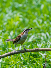 rufous-naped Wren (Campylorhynchus rufinucha) in Costa Rica