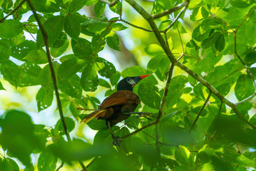 Montezuma Oropendola (Psarocolius montezuma), taken in Costa Rica