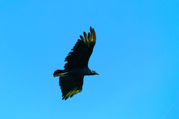 Black Vulture (Aegypius monachus) in Costa Rica