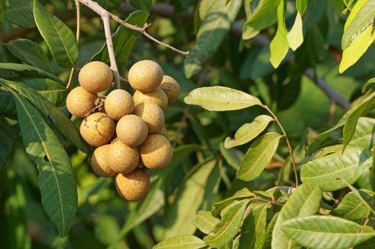 Bunch of ripe longan fruits hanging on the tree. Dimocarpus longan
