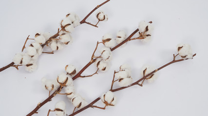 Cotton flower on white background.