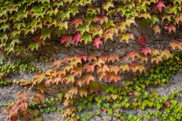 Obraz premium Green and red ivy leaves on grey wall. Colorful autumn foliage on stone wall. Fall nature. Creeper plants concept. 