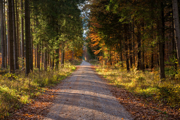 Herbstlicher waldweg mit sonnenlicht