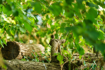 Blackbird (Turdus merula) chick, taken in the UK