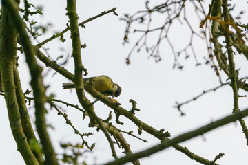 Great Tit (Parus major), taken in the UK