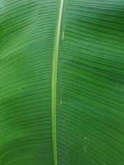 Parallel line texture of a banana leaf