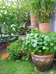Tropical Thai plants with clay pots of waterfront plants in a tropical garden 